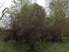 Myrceugenia lanceolata