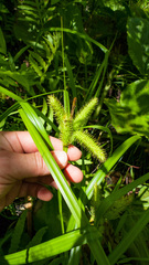 Carex comosa