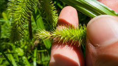 Carex comosa