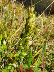 Gentianella austriaca