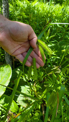 Carex comosa