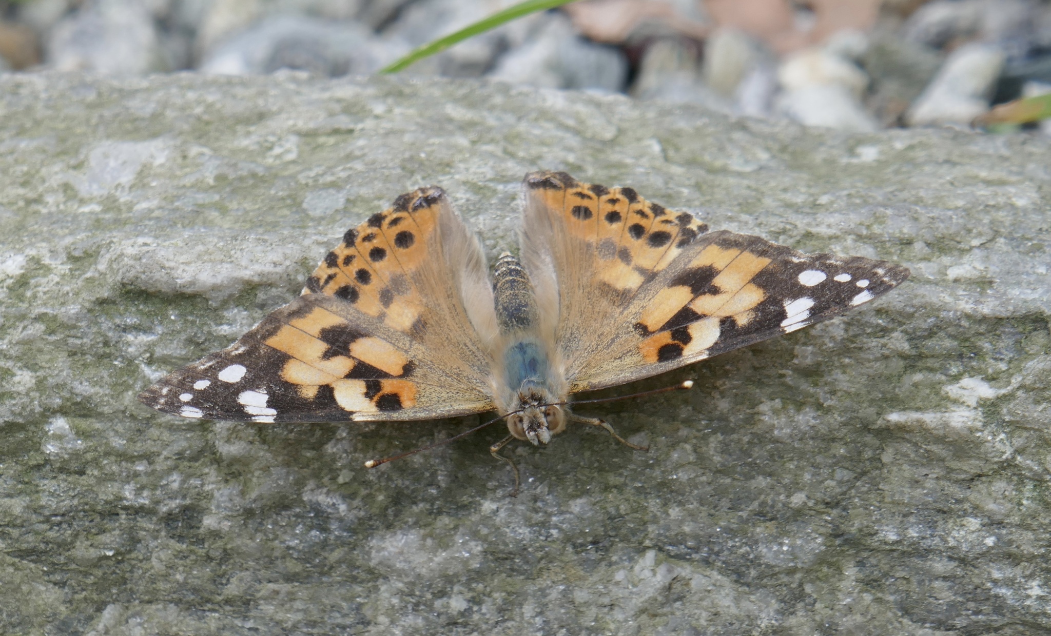Painted Lady