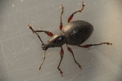 Otiorhynchus atroapterus