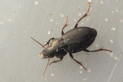 Harpalus neglectus