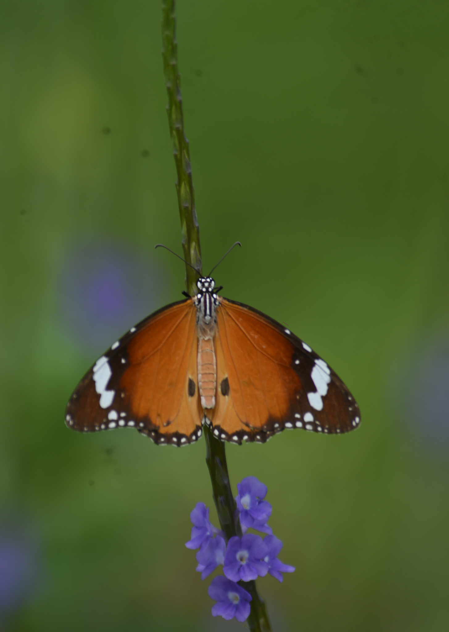 Plain Tiger