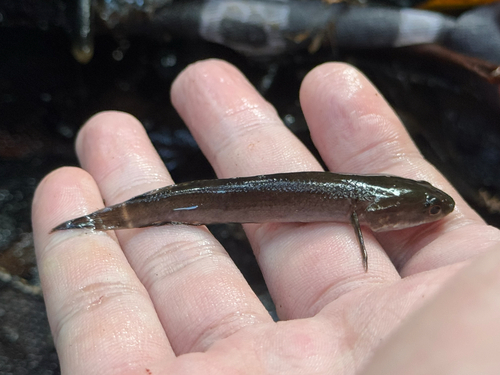 Black snakehead (Channa melasoma) — Channidae — 2