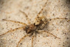 Arctosa perita
