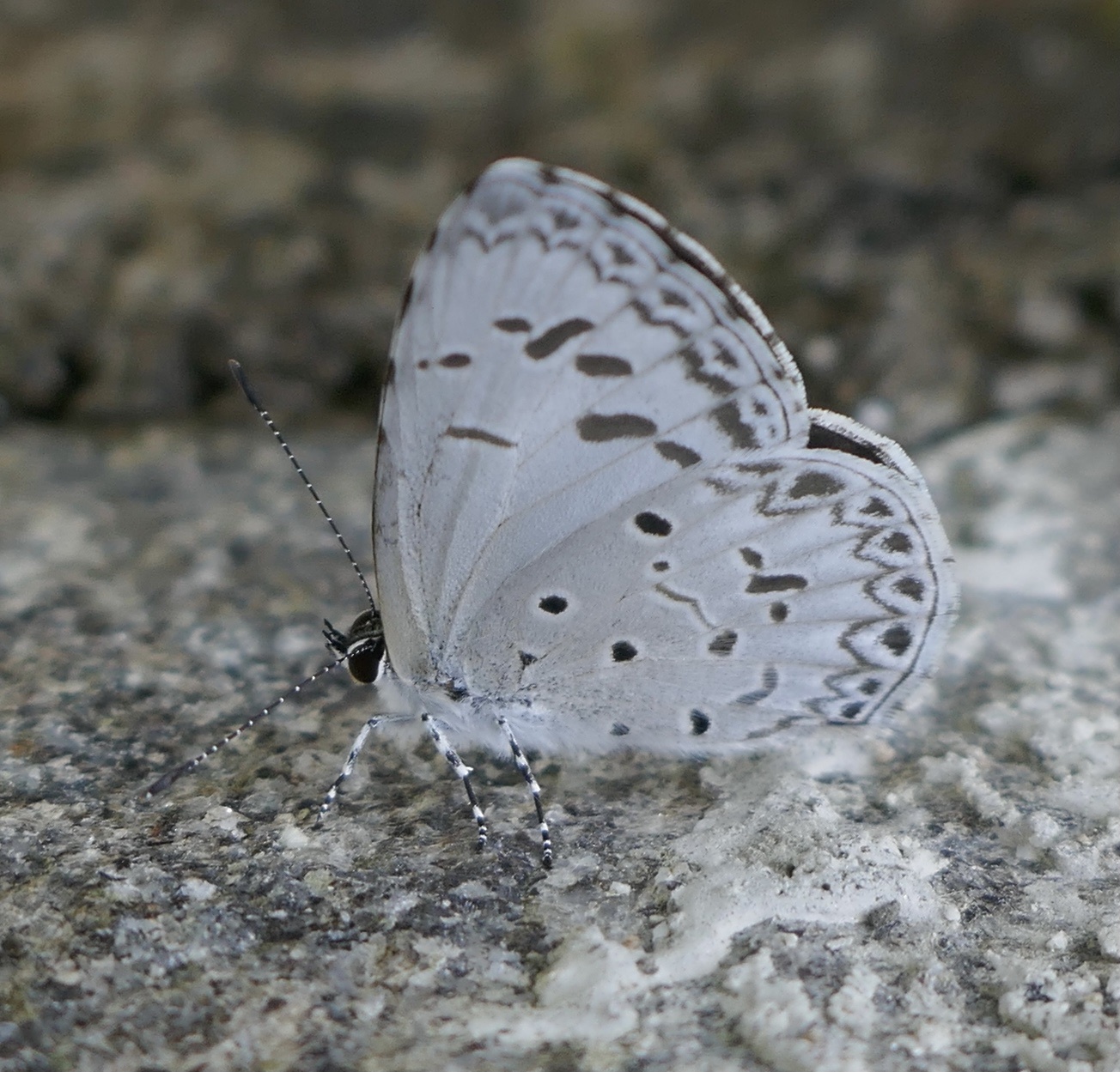 Common Hedge Blue