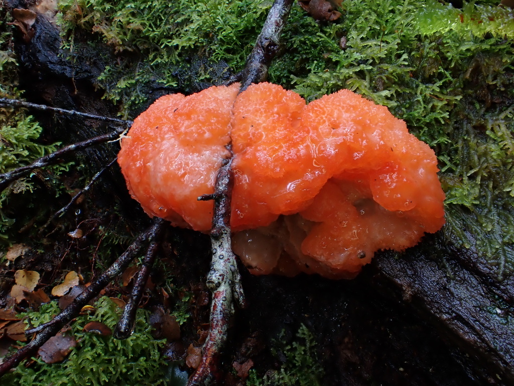 Aurantiporus pulcherrimus · May 2025 · photo: © oqt (iNaturalist, cc-by)