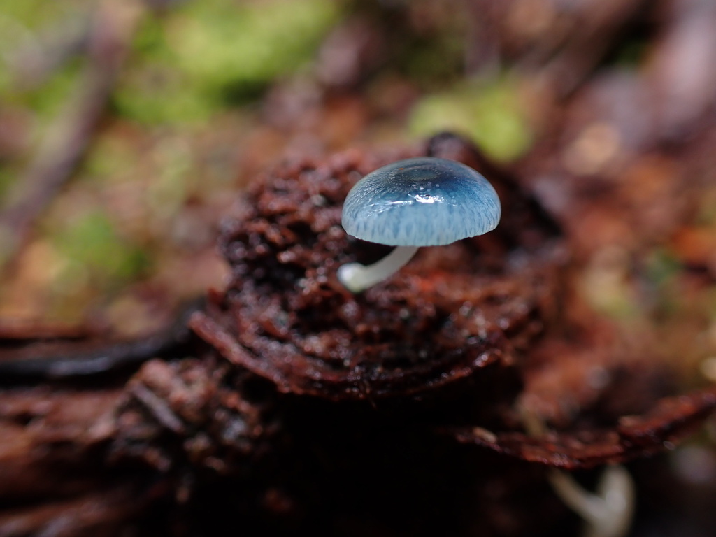Mycena interrupta · May 2025 · photo: © oqt (iNaturalist, cc-by)