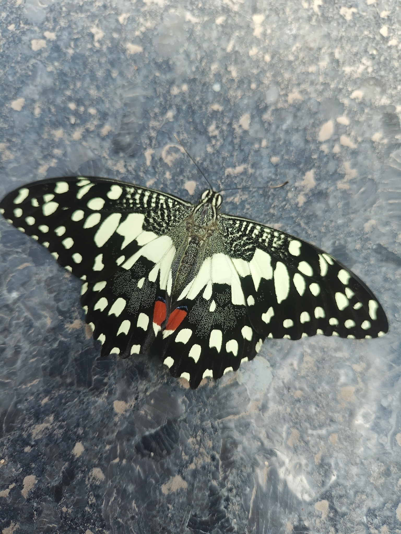 Lime Swallowtail