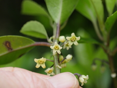 Melicytus macrophyllus