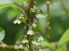 Melicytus macrophyllus