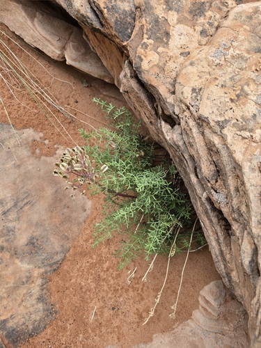 Utah Desertparsley (Lomatium parryi)