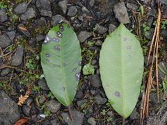 Melicytus macrophyllus