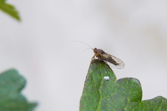 Platycorypha nigrivirga