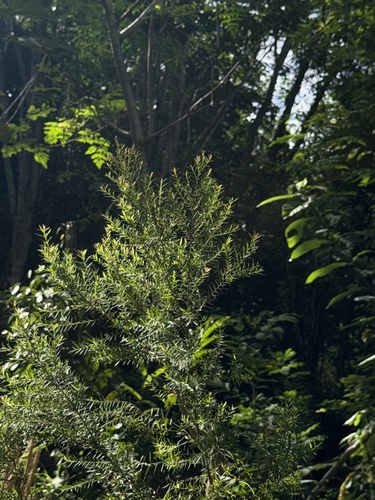Melaleuca alternifolia observed 2025-05-07
