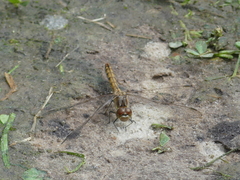 Sympetrum vulgatum