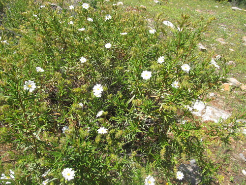 Avistamiento Estepa negra (Cistus monspeliensis)