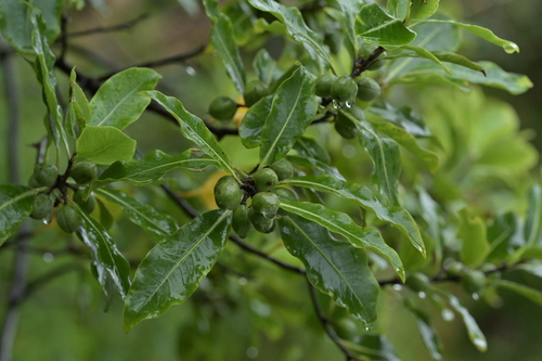 Image of Pittosporum colensoi by (c) Christopher Stephens, some rights reserved (CC BY-SA)