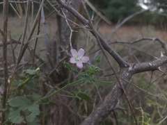 Hibiscus lobatus