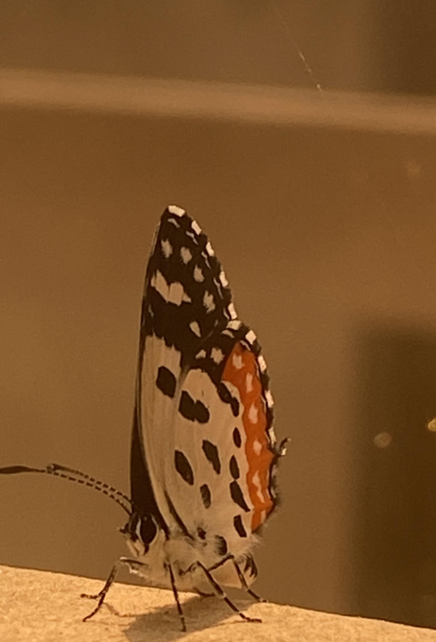 Red Pierrot