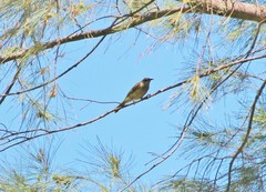 Lichmera indistincta limbata