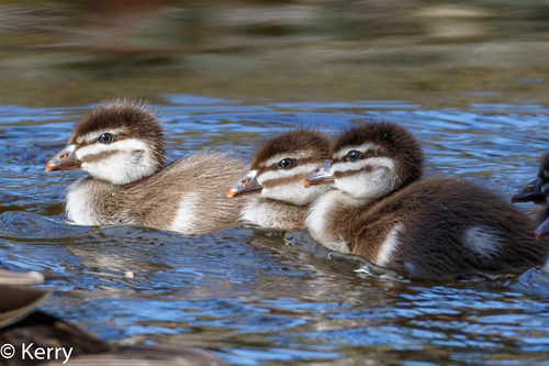 Australian Wood Duck, photo 7 of 10