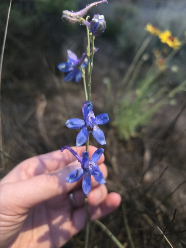 Image of Delphinium scaposum by (c) Iona, some rights reserved (CC BY)