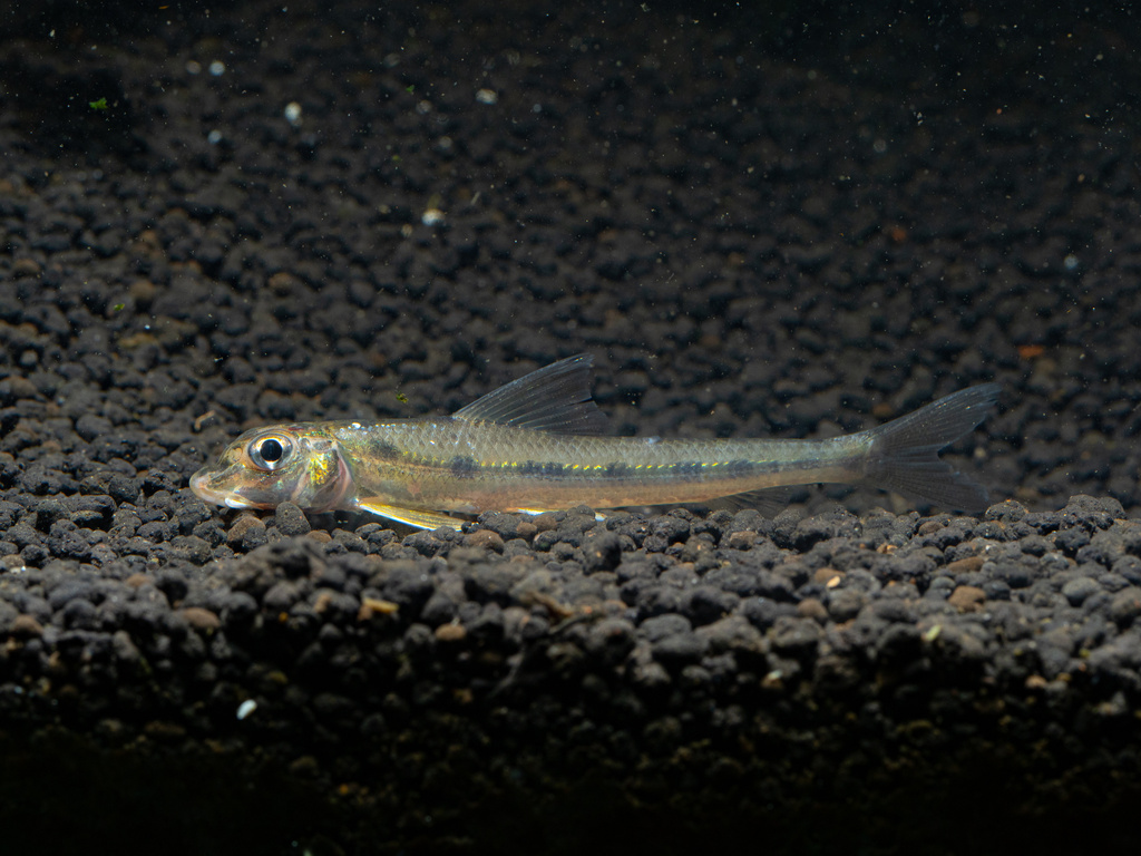 Lizard Gudgeon