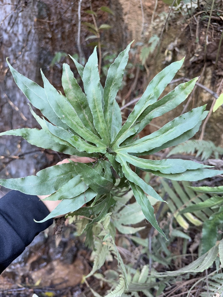 palm foot fern