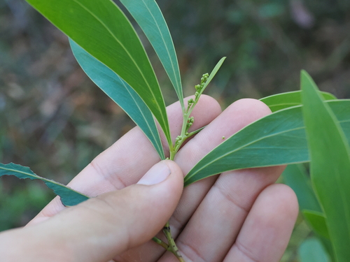 Image of Acacia falcata by (c) Lucas Christofides, some rights reserved (CC BY)