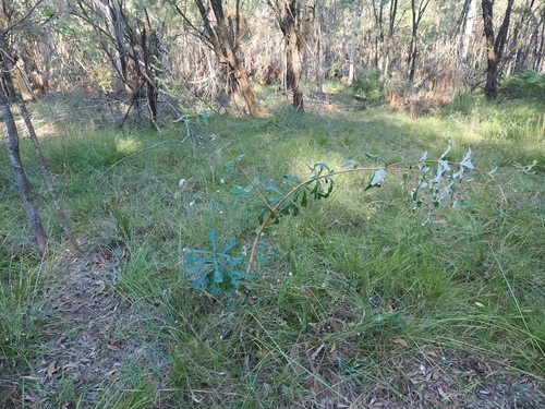 Banksia integrifolia