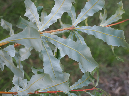 Banksia integrifolia
