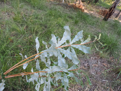 Banksia integrifolia