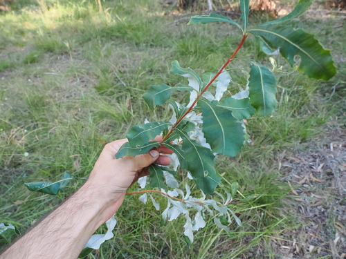 Banksia integrifolia