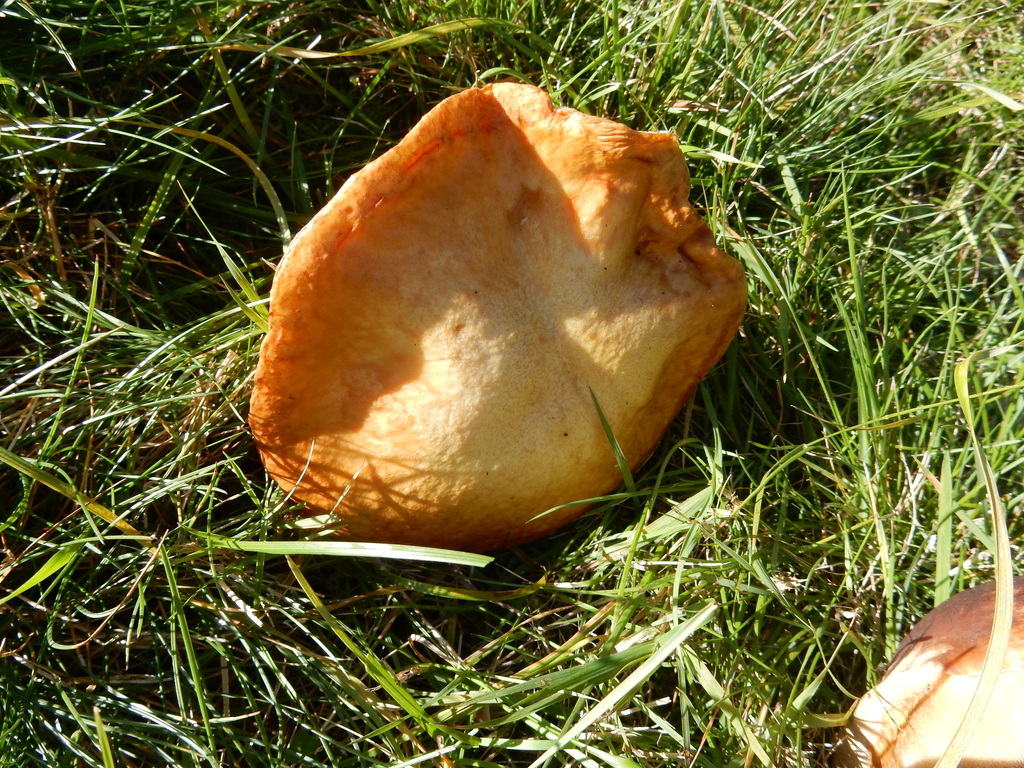 Suillus granulatus · May 2025 · photo: © rayjackson (iNaturalist, cc-by)
