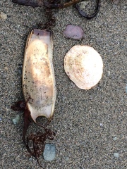 Scyliorhinus stellaris