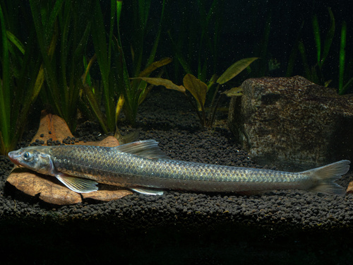 Dumerils zandgrondel (Saurogobio dumerili) — Cyprinidae