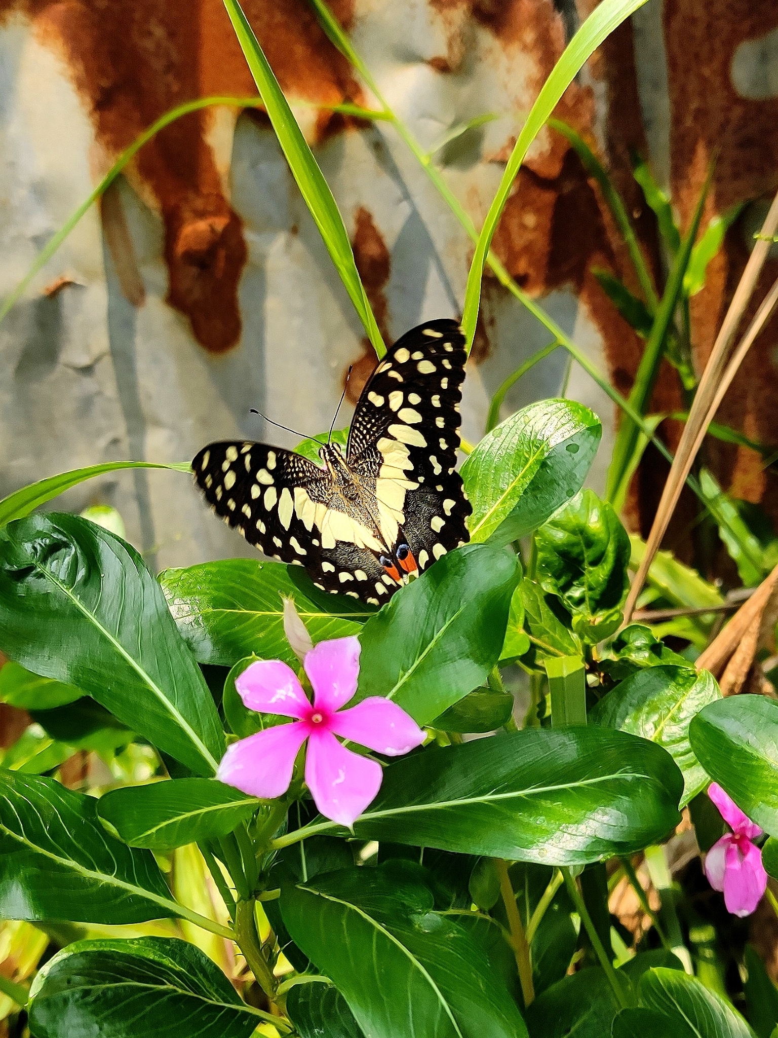 Lime Swallowtail