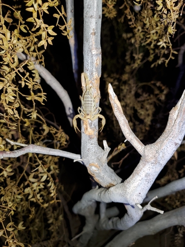 Dune Scorpion photo 6
