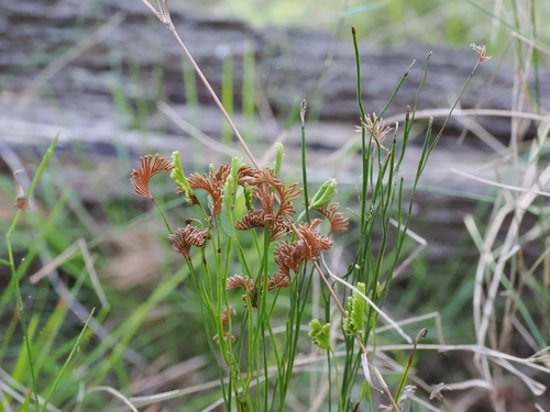 Schizaea bifida (Schizaea bifida)