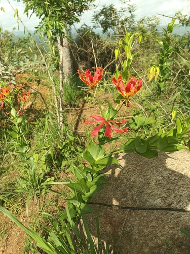 flame lily