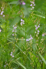 Astragalus sulcatus
