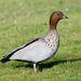 Australian Wood Duck - Photo (c) Kazredracer, some rights reserved (CC BY-NC-ND)