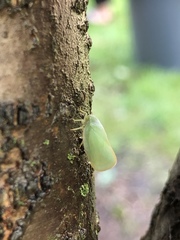 Ormenoides venusta