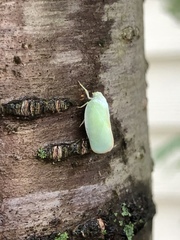 Ormenoides venusta