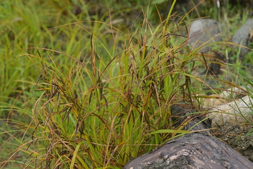 Image of Carex geminata by (c) Christopher Stephens, some rights reserved (CC BY-SA)