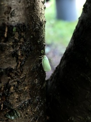 Ormenoides venusta