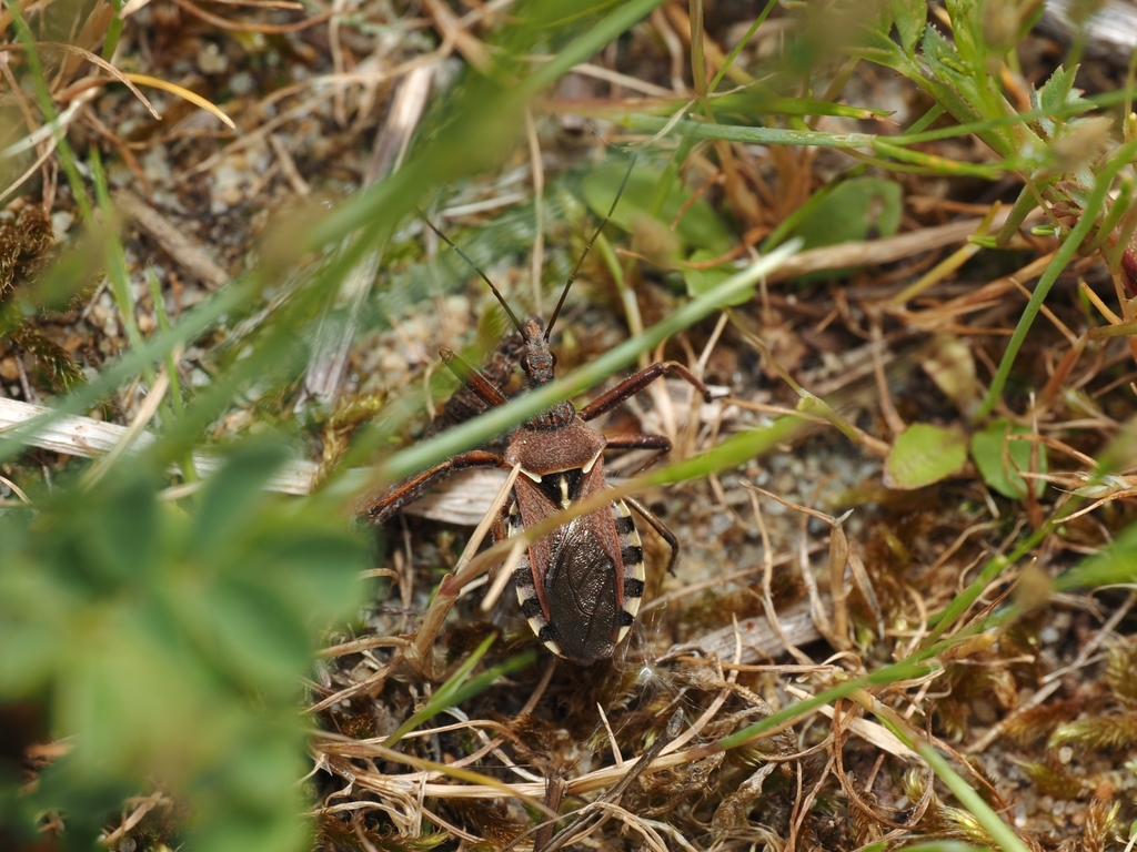 Red-legged assassin bug